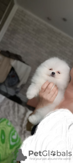 Additional photos: pomeranian