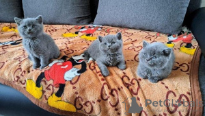 Photo №1. british shorthair - for sale in the city of Штутгарт | 687$ | Announcement № 111867