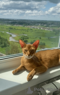 Photo №4. I will sell abyssinian cat in the city of Yaroslavl. private announcement, from nursery - price - 651$