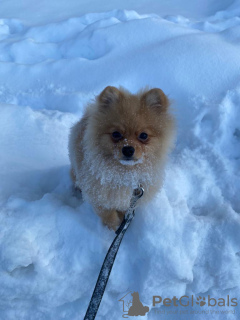 Photo №4. I will sell pomeranian in the city of Warsaw. private announcement - price - 554$