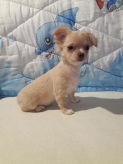 Photo №4. I will sell chihuahua in the city of Rostov-on-Don. private announcement - price - 157$
