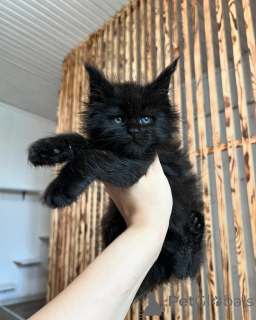 Photo №1. maine coon - for sale in the city of INGOLSTADT | negotiated | Announcement № 169925