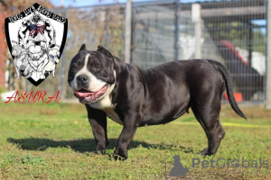 Photo №4. I will sell american bully in the city of Zielona Góra. breeder - price - 3613$