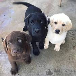 Photo №2 to announcement № 165984 for the sale of labrador retriever - buy in Spain private announcement, breeder