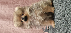Photo №4. I will sell pomeranian in the city of Odessa. from nursery - price - 1499$