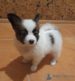 Photo №2 to announcement № 13261 for the sale of papillon dog - buy in Russian Federation private announcement, from nursery, breeder