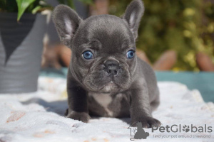 Photo №2 to announcement № 111704 for the sale of french bulldog - buy in Germany private announcement