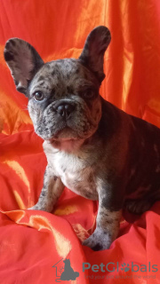 Photo №1. french bulldog - for sale in the city of Bobruisk | 491$ | Announcement № 41428