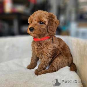 Photo №4. I will sell poodle (toy) in the city of Ohio. breeder - price - negotiated