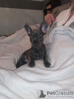 Photo №4. I will sell french bulldog in the city of Koblenz. private announcement - price - 449$