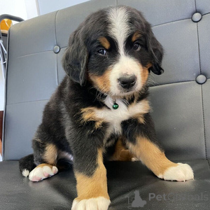 Photo №1. bernese mountain dog - for sale in the city of Ankum | 376$ | Announcement № 151402