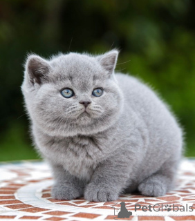 Photo №2 to announcement № 176647 for the sale of british shorthair - buy in Australia private announcement