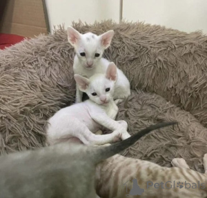 Photo №1. cornish rex - for sale in the city of Kassel | 361$ | Announcement № 177599