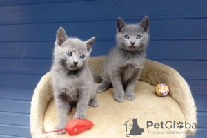 Photo №1. russian blue - for sale in the city of Zürich | 264$ | Announcement № 117714