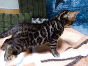 Photo №1. bengal cat - for sale in the city of Rostov-on-Don | 435$ | Announcement № 6811