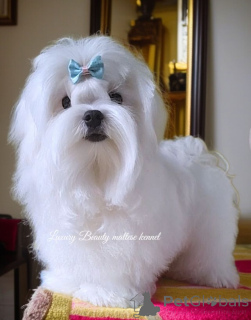 Photo №2 to announcement № 158997 for the sale of maltese dog - buy in Ukraine from nursery