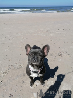 Additional photos: Puppies of French Bulldog Kennel Club