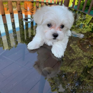 Photo №2 to announcement № 168162 for the sale of maltese dog - buy in Greece private announcement