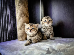 Photo №1. scottish fold - for sale in the city of Minsk | 60$ | Announcement № 10810