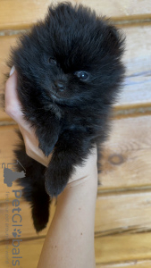 Photo №2 to announcement № 33354 for the sale of pomeranian - buy in Russian Federation private announcement