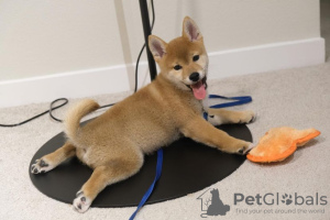 Photo №1. shiba inu - for sale in the city of Plovdiv | negotiated | Announcement № 48000