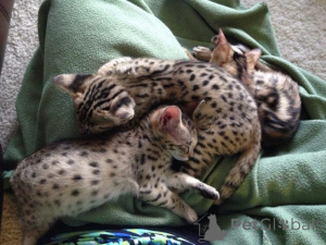 Photo №1. savannah cat - for sale in the city of Aroygala | negotiated | Announcement № 159887