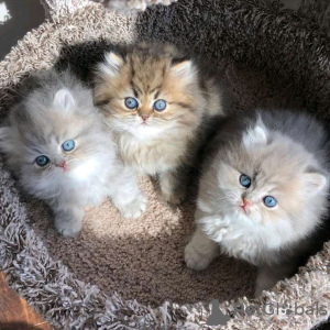 Photo №1. persian cat - for sale in the city of Helsinki | 423$ | Announcement № 121114