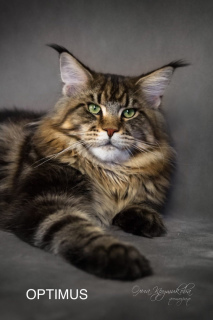 Photo №3. Maine Coon. Kittens. Russian Federation