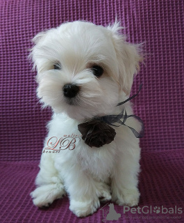 Photo №2 to announcement № 16254 for the sale of maltese dog - buy in Ukraine from nursery