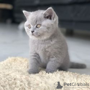 Photo №3. Cute British-shorthair kitten for free adoption. Germany