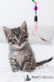 Photo №2 to announcement № 150133 for the sale of  - buy in Russian Federation 