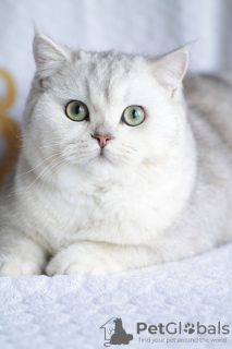 Photo №1. british shorthair - for sale in the city of Ulyanovsk | negotiated | Announcement № 10948
