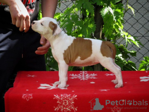 Photo №1. american staffordshire terrier - for sale in the city of Kragujevac | negotiated | Announcement № 102378