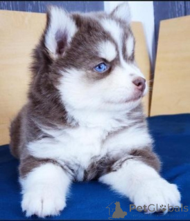 Photo №1. siberian husky - for sale in the city of Aachen | negotiated | Announcement № 167342