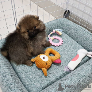 Photo №4. I will sell pomeranian in the city of London. private announcement - price - Is free