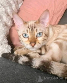 Photo №1.  - for sale in the city of Indiana | 500$ | Announcement № 147420