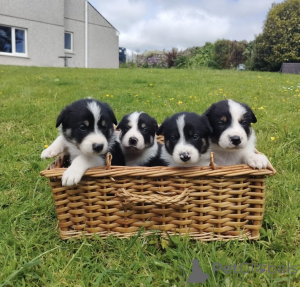 Photo №1. border collie - for sale in the city of Paphos | negotiated | Announcement № 168873