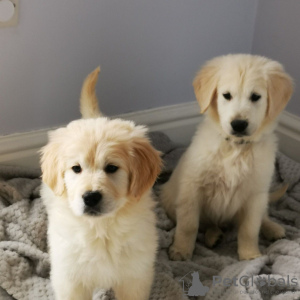 Photo №3. Potty ( Toilet ) Trained Golden Retriever Puppies available now for sale. Germany