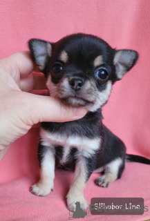 Photo №3. Chihuahua girl. Russian Federation