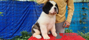 Photo №1. st. bernard - for sale in the city of Galaali | negotiated | Announcement № 169894