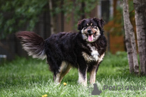 Photo №2 to announcement № 92772 for the sale of non-pedigree dogs - buy in Russian Federation private announcement