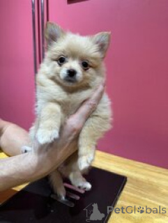 Photo №2 to announcement № 169261 for the sale of pomeranian - buy in Croatia breeder