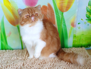 Photo №2 to announcement № 5677 for the sale of exotic shorthair - buy in Moldova from nursery
