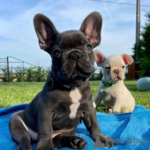 Photo №2 to announcement № 122988 for the sale of french bulldog - buy in Germany private announcement