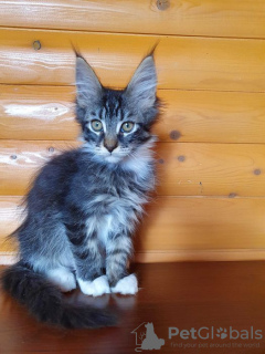 Photo №2 to announcement № 13988 for the sale of maine coon - buy in Ukraine 