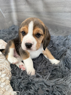 Photo №1. beagle - for sale in the city of Weiswampach | negotiated | Announcement № 169213