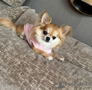 Photo №4. I will sell chihuahua in the city of Munich. breeder - price - 423$