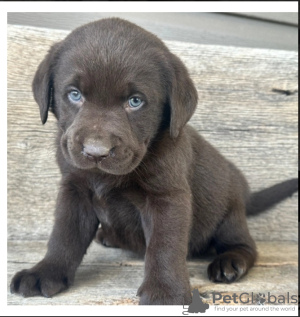 Photo №1. labrador retriever - for sale in the city of Закопане | Is free | Announcement № 47982