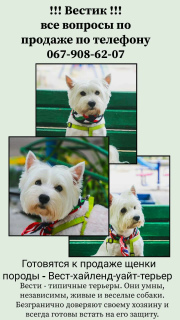 Photo №4. I will sell west highland white terrier in the city of Odessa. private announcement - price - 488$