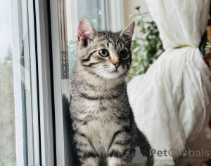 Additional photos: Charming striped kitten Lyolik is looking for a home and a loving family!